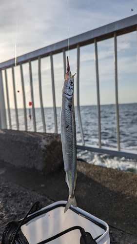 サヨリの釣果