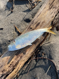 コノシロの釣果