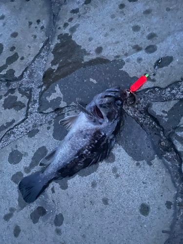 クロソイの釣果