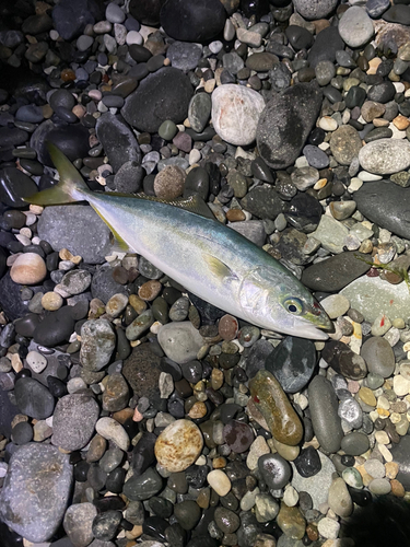 イナダの釣果