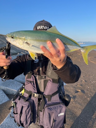 イナダの釣果