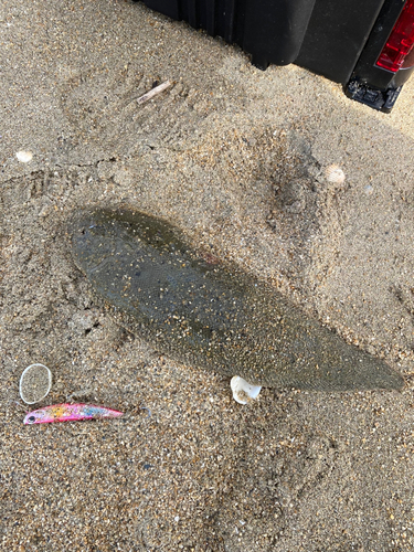 シタビラメの釣果