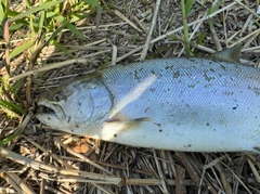 サクラマスの釣果