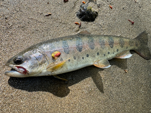 ヤマメの釣果