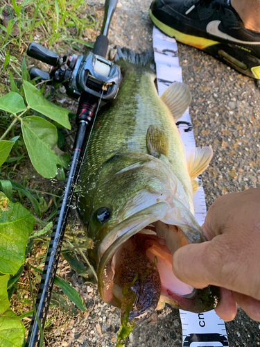 ブラックバスの釣果