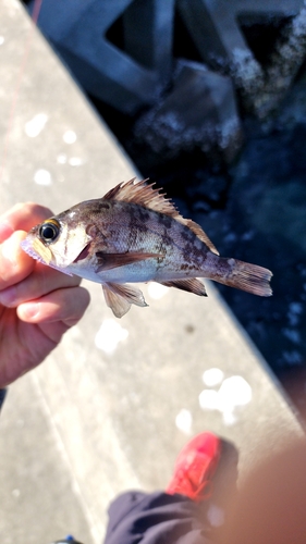 メバルの釣果