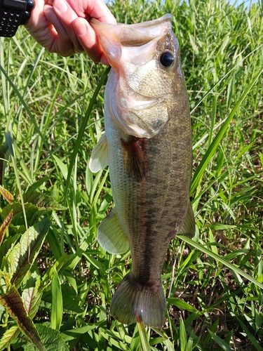 ブラックバスの釣果