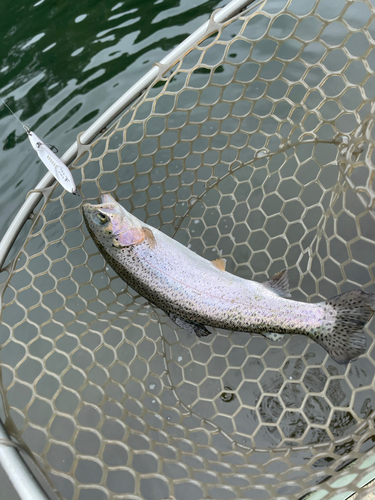 ニジマスの釣果