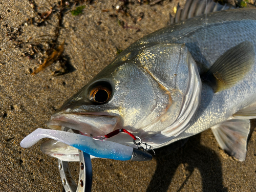 スズキの釣果