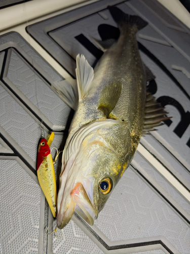 シーバスの釣果