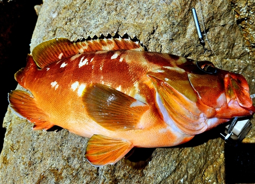 アカハタの釣果