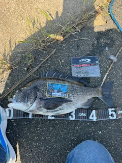 クロダイの釣果