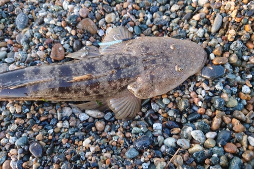 コチの釣果