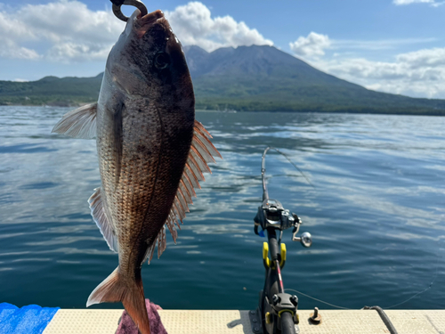 マダイの釣果