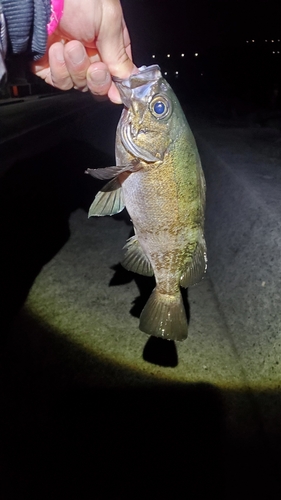 メバルの釣果