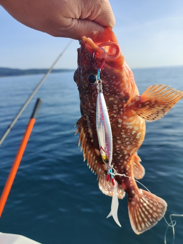 ウッカリカサゴの釣果