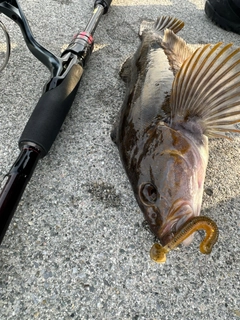 アイナメの釣果