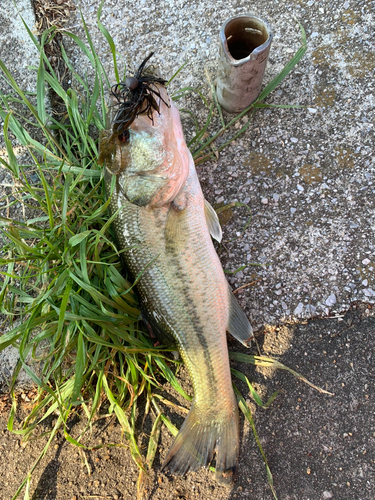 ブラックバスの釣果