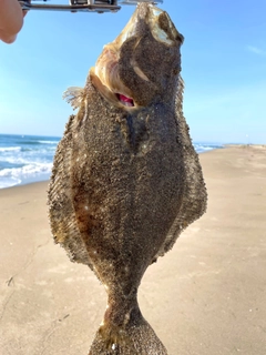 ヒラメの釣果