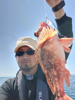 ウッカリカサゴの釣果