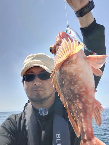 ウッカリカサゴの釣果