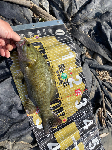 スモールマウスバスの釣果