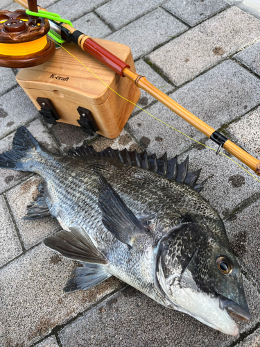 クロダイの釣果