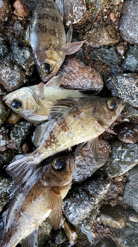 メバルの釣果