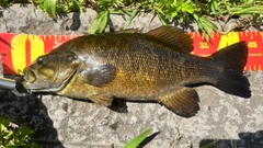 スモールマウスバスの釣果