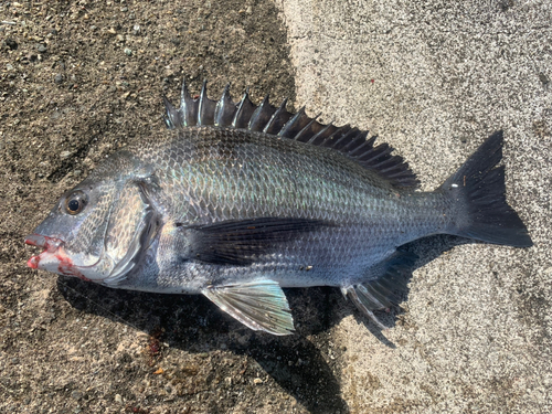 チヌの釣果