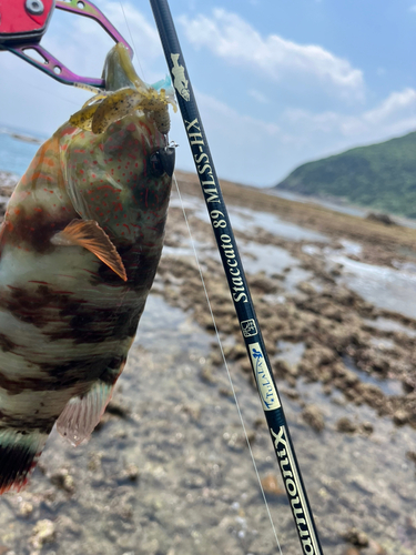 ヒトスジモチノウオの釣果