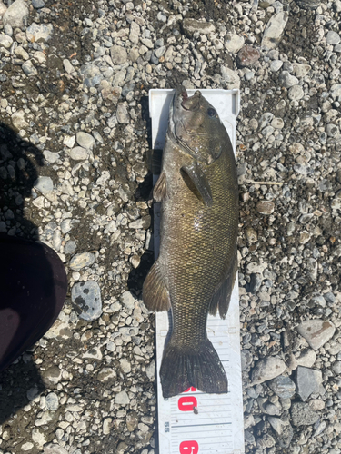 スモールマウスバスの釣果