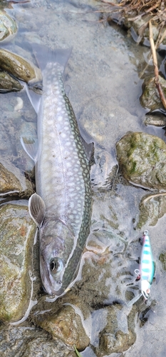 イワナの釣果