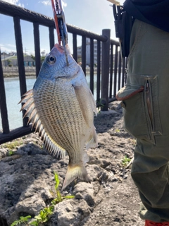 チヌの釣果