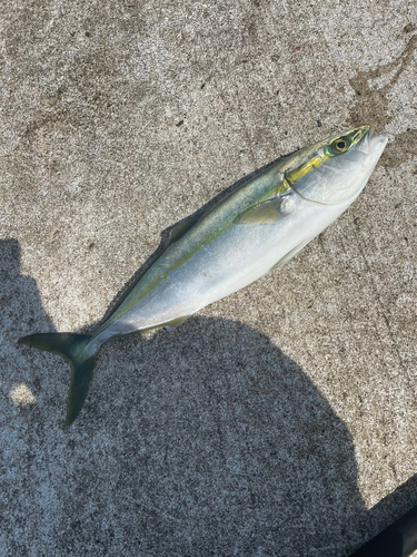 ワカシの釣果