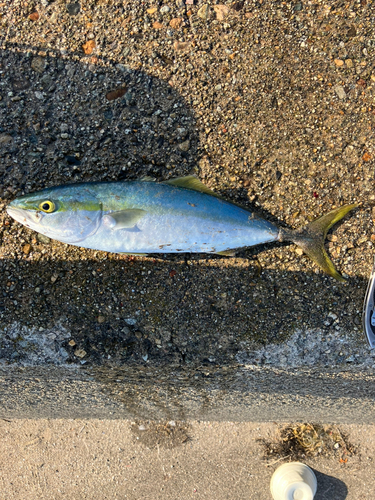 フクラギの釣果