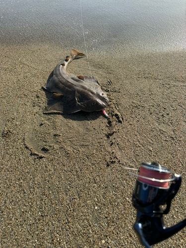 カスザメの釣果