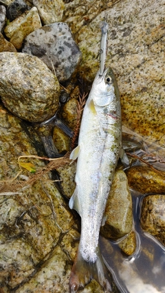 アマゴの釣果