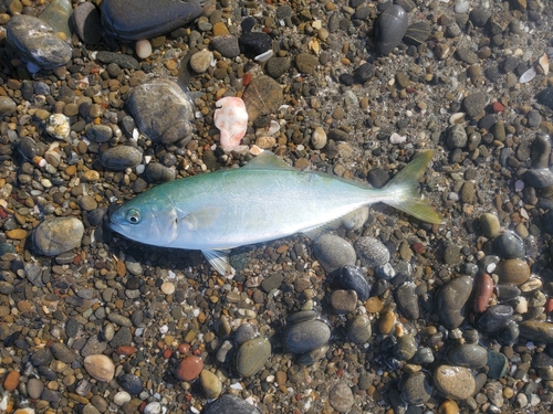 ワカナゴの釣果