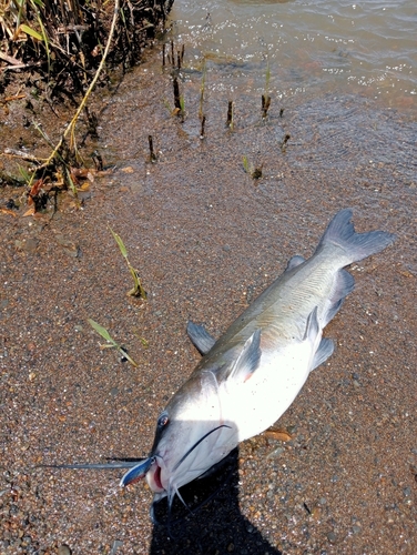 アメリカナマズの釣果