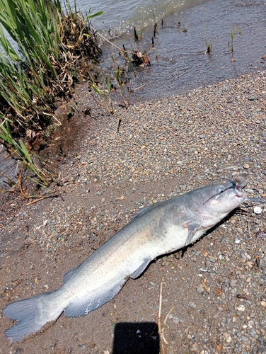 アメリカナマズの釣果