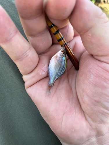 タナゴの釣果