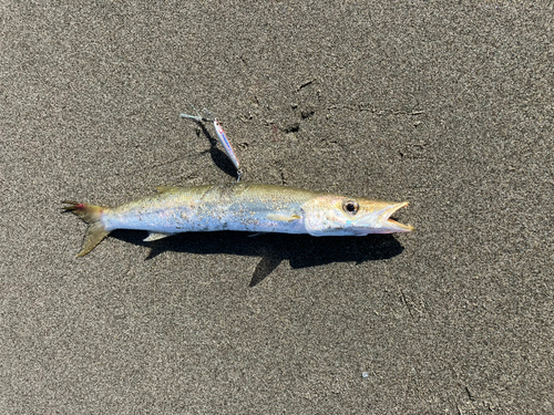 カマスの釣果