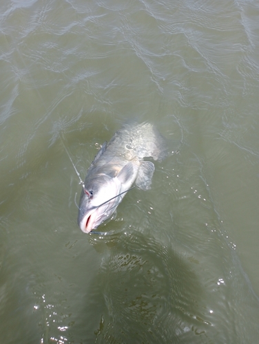 アメリカナマズの釣果