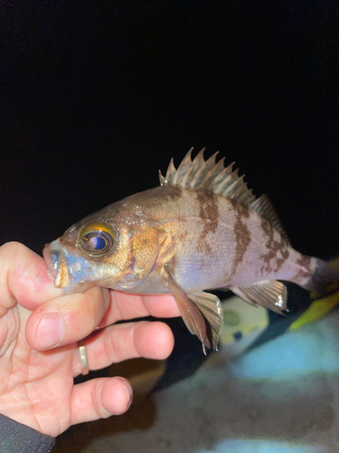 メバルの釣果