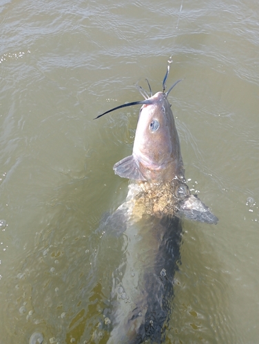 アメリカナマズの釣果