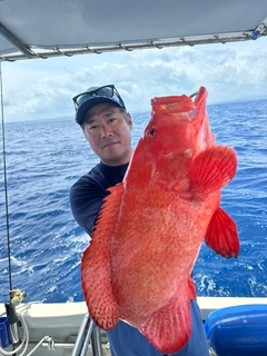 アザハタの釣果