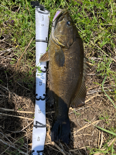 スモールマウスバスの釣果