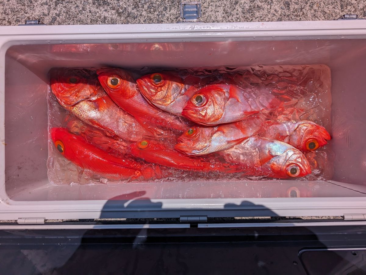 kondouprofitさんの釣果 2枚目の画像