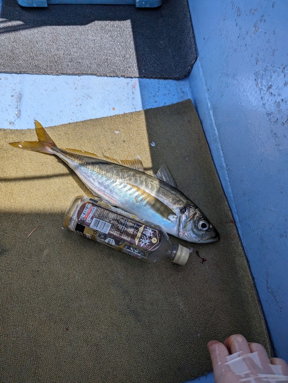 にゃぎだもさんの釣果 3枚目の画像